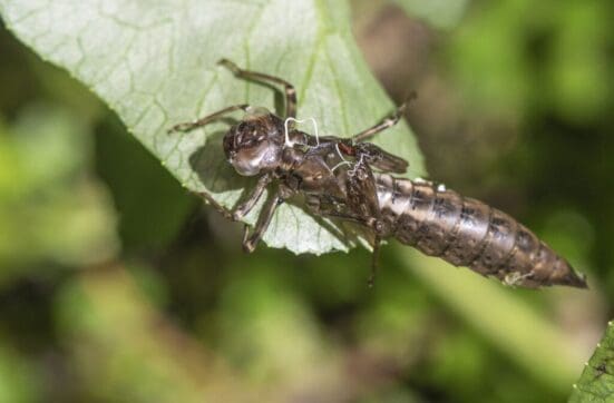 Exuvial pupal case of a Southern Hawker dragonfly by our pond.