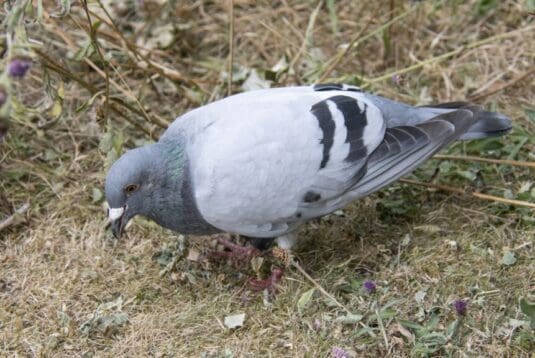 The ‘blue’ type racing pigeon that landed in our garden.