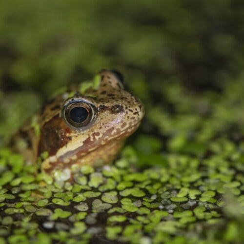 5 Frog in pond