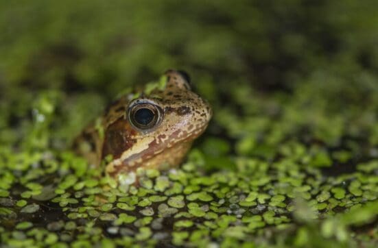 We still see the odd frog in and around our pond.