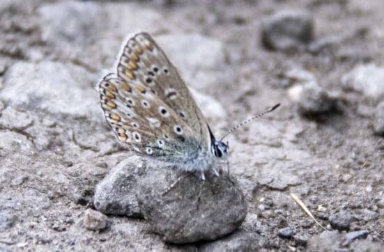 Common blue on the track by Langrish School.