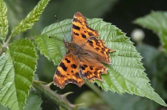 A brilliant comma butterfly on the village green.