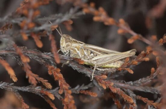 Field grasshopper on Petersfield Heath.