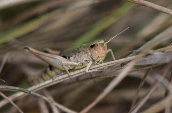 Common green grasshopper on Petersfield Heath.