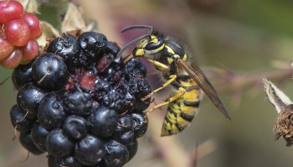 13 Wasp on blackberry