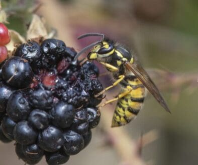 13 Wasp on blackberry