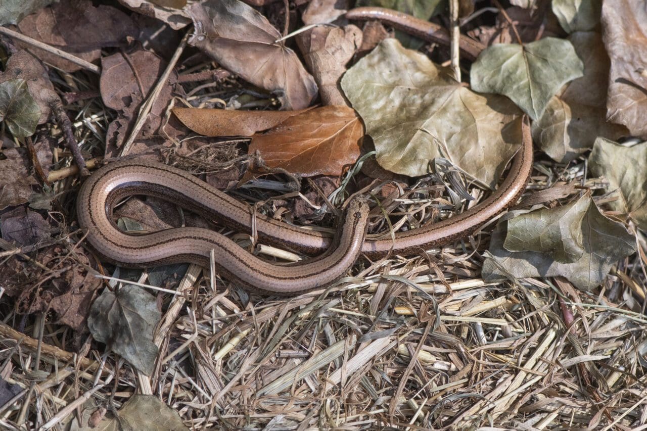 2 Female slow-worm
