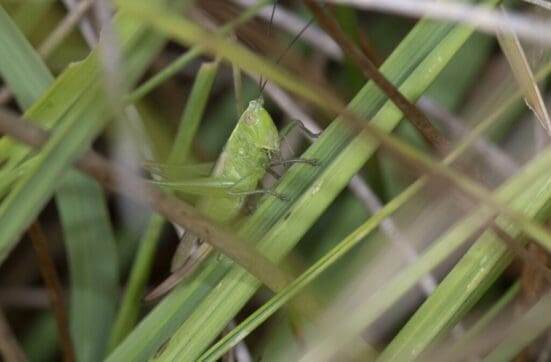 Long-winged conehead bush cricket on Petersfield Heath.