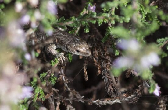 The lizard that came to look at me on Petersfield Heath.