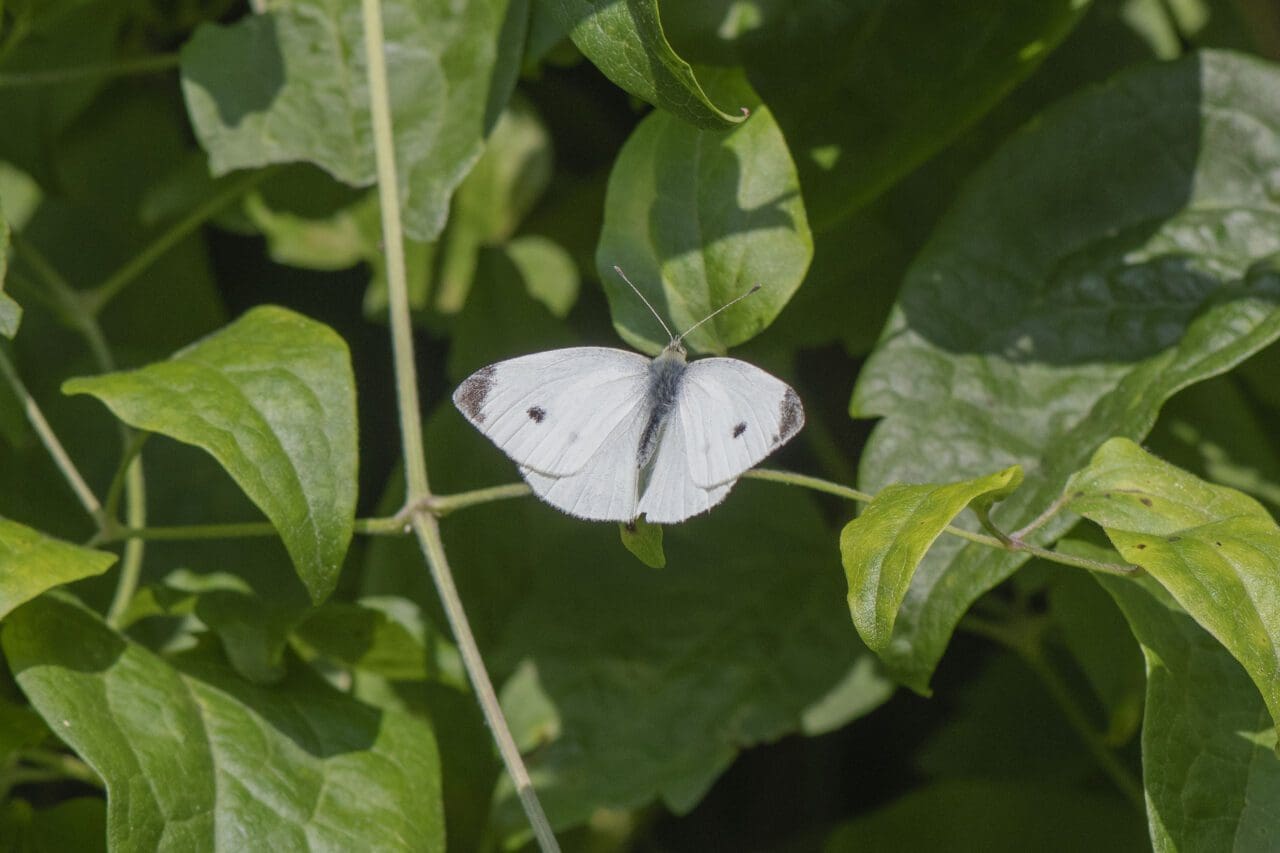 Large white butterfly.