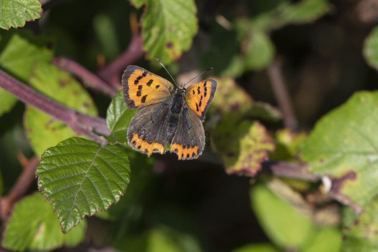 The one and only small copper butterfly on the village green.