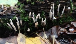 12 The ascomycete candle snuff fungus