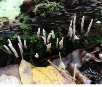 12 The ascomycete candle snuff fungus