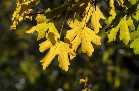 Field maple leaves turning bright yellow.