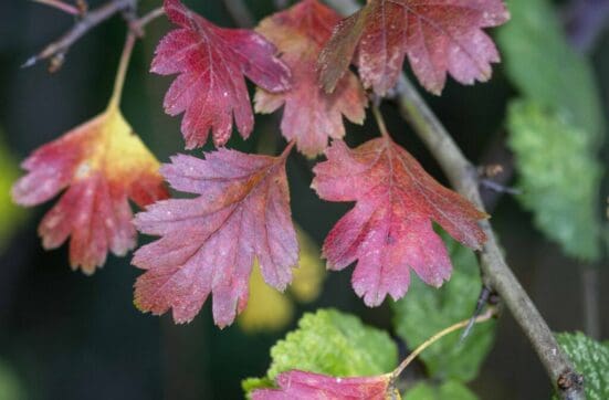 Hawthorn leaves turning red.