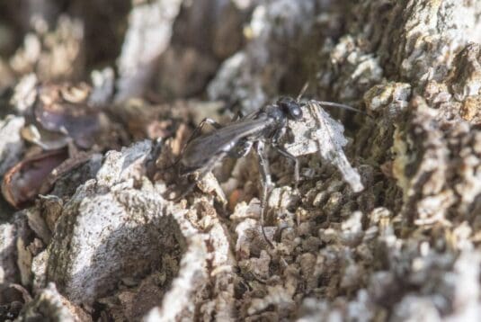 The black spider-hunting wasp carrying a wood fragment to close its burrow.