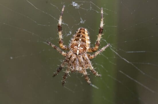 Garden cross spider.