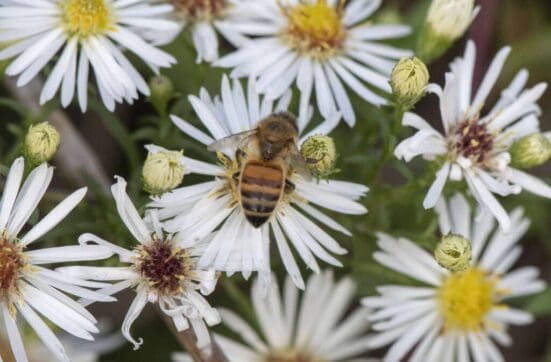 Honey bee on Michaelmas daisy.