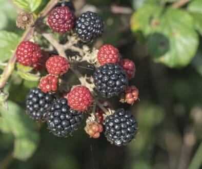 8 Blackberries