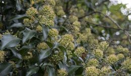 1 Ivy clump in flower