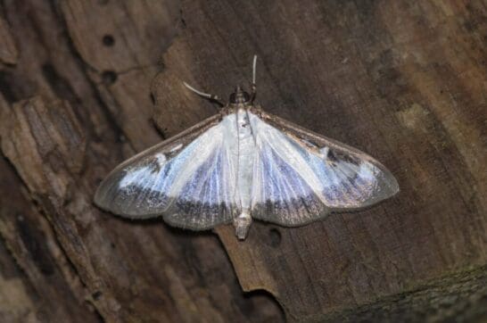 Hated by gardeners, the box-tree moth is iridescent in the light.