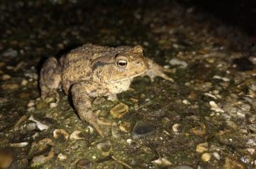 Adult common toad