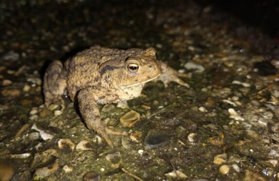 The toad I found in our garden.