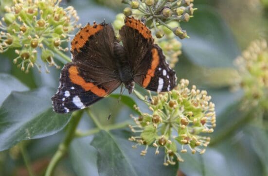 A brilliant red admiral with wings open.