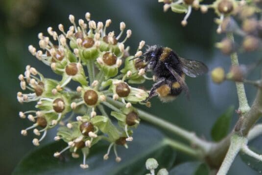 A late autumn buff-tailed bumble bee on ivy.