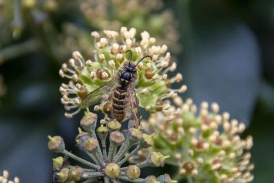 Wasps also delight in ivy nectar.