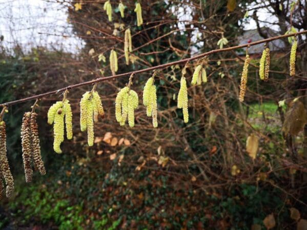 Early hazel catkins in our hedge.