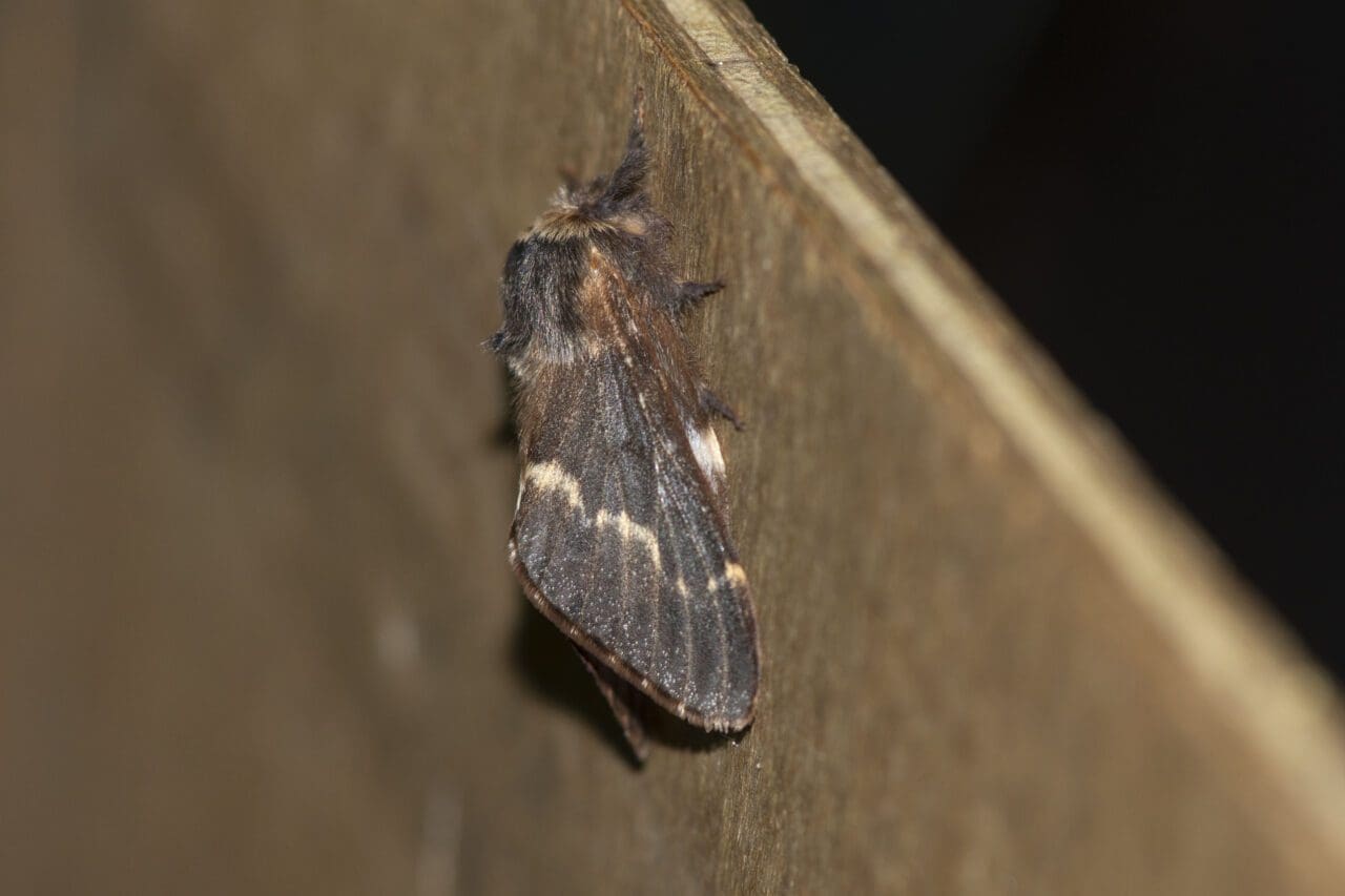 The rather elegant December Moth.