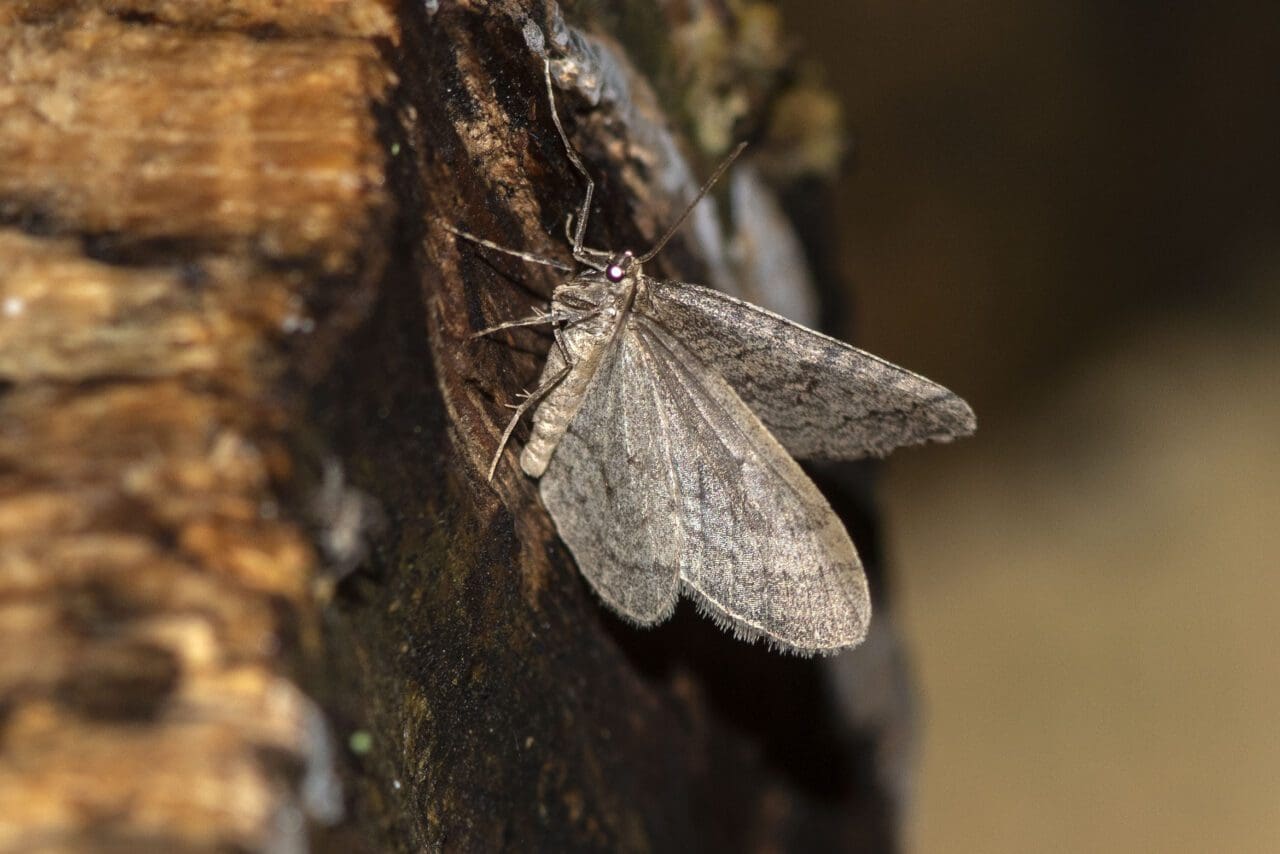 Winter moths fly by night at the end of our garden and this one landed on a log.