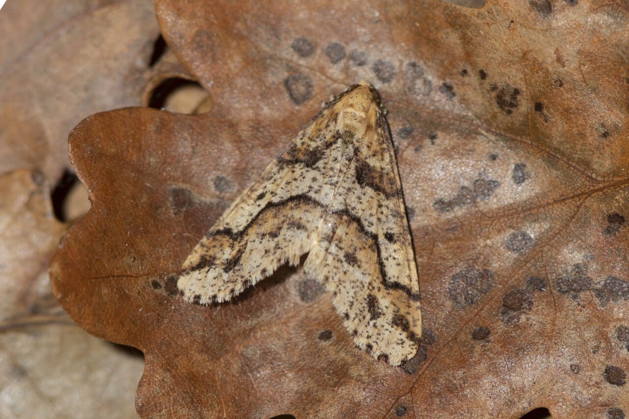 Mottled Umber moth is another December-flying species.