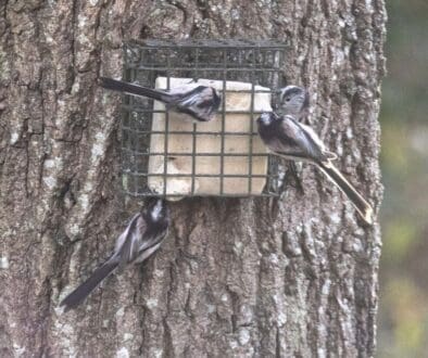 6 Long-tailed Tits