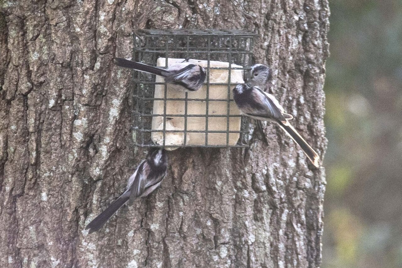 Long-tailed tits.