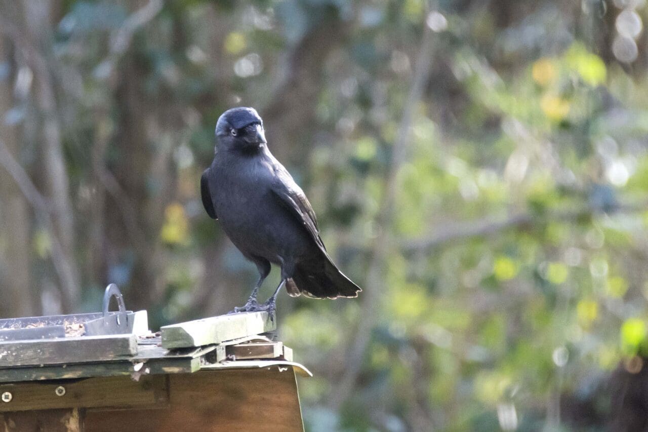 Jackdaw on the bird table.