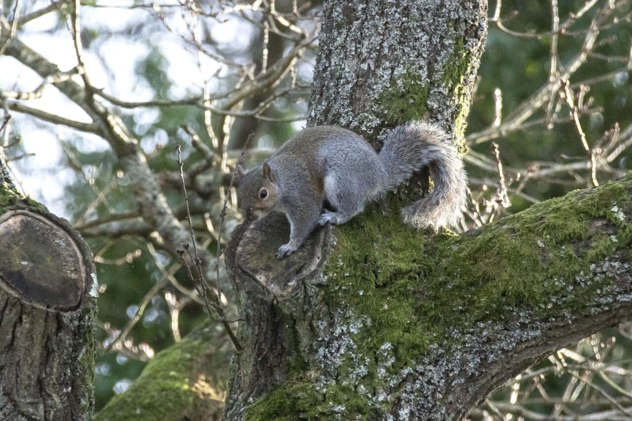 One of two squirrels.