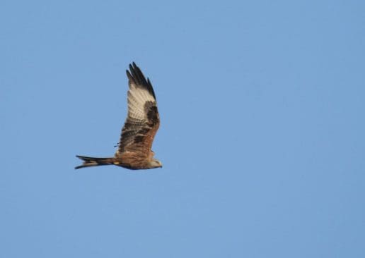 11. A red kite showing the bright white wing markings and forked tail.
