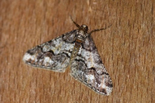 13. The brightly marked spring usher moth, hopefully ushering in a fine spring. Their caterpillars feed on oak.