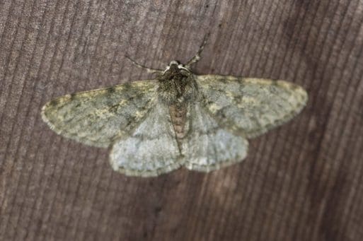 14. A pale brindled beauty moth whose larvae feed on a range of native shrubs and woodland trees.