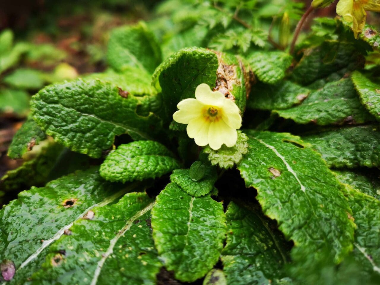 2. The first of two Primroses flowering in the garden.
