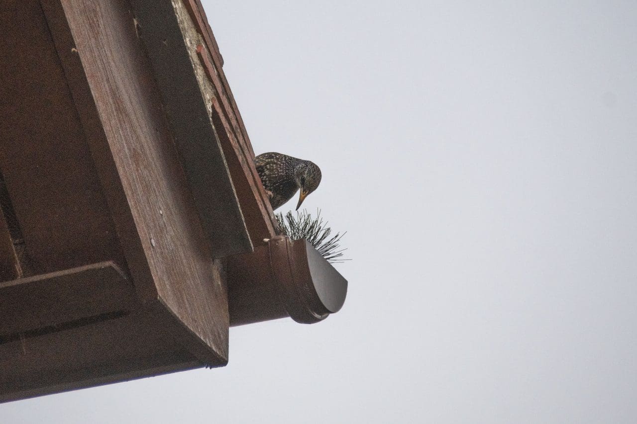 2. Starling investigating a potential nest site in our roof.