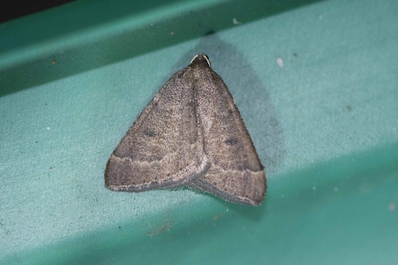 3. The Early Moth, my first record for the garden.