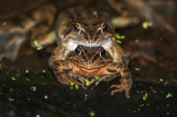 Common frogs in amplexus. Male (above) with pale chin, and female with reddish brown chin.