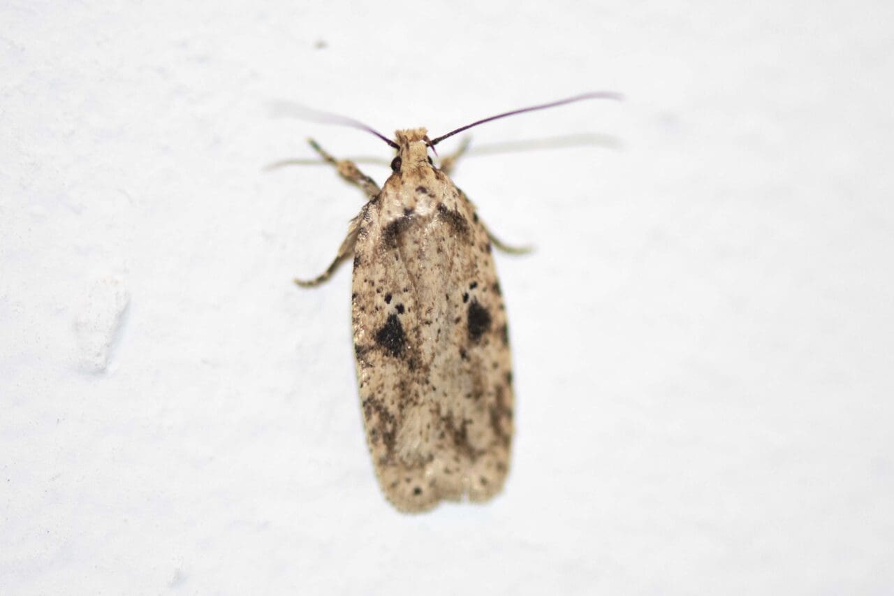 5. The Brindled Flat-body moth.