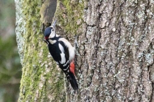 6 The Great Spotted Woodpecker is a regular visitor to our garden.