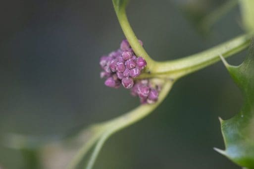 6. Holly flower buds forming.