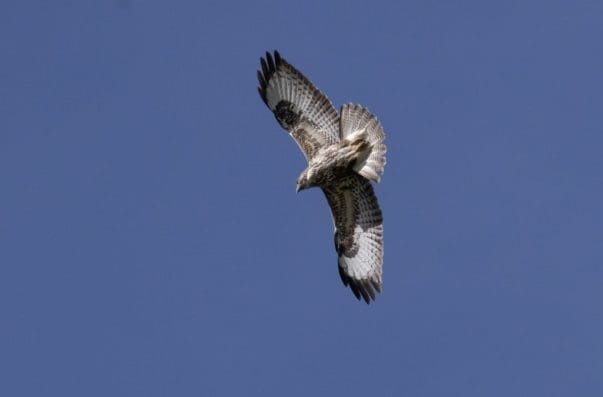 3 Buzzard in flight at the same time as the kites.
