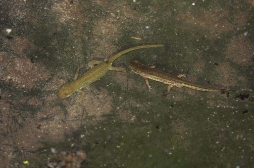 6 Two courting palmate newts in our garden pond.